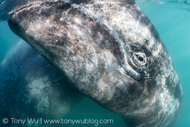 gray whale calf, Baja
